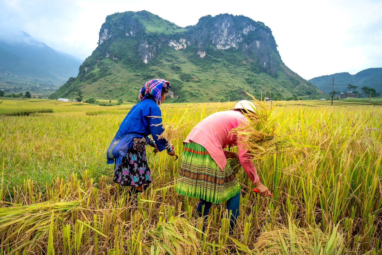 Anonymous ethnic female harvesters in traditional apparel with ornament collecting rice spikes on plantation against ridges under cloudy sky